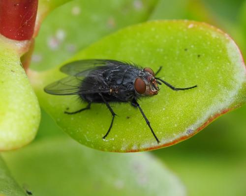 Réf. 229 850 : Calliphora vicina